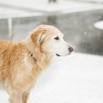 DIY Cozy Canine Sweater: A Budget-Friendly Warmth for Your Furry Friend!