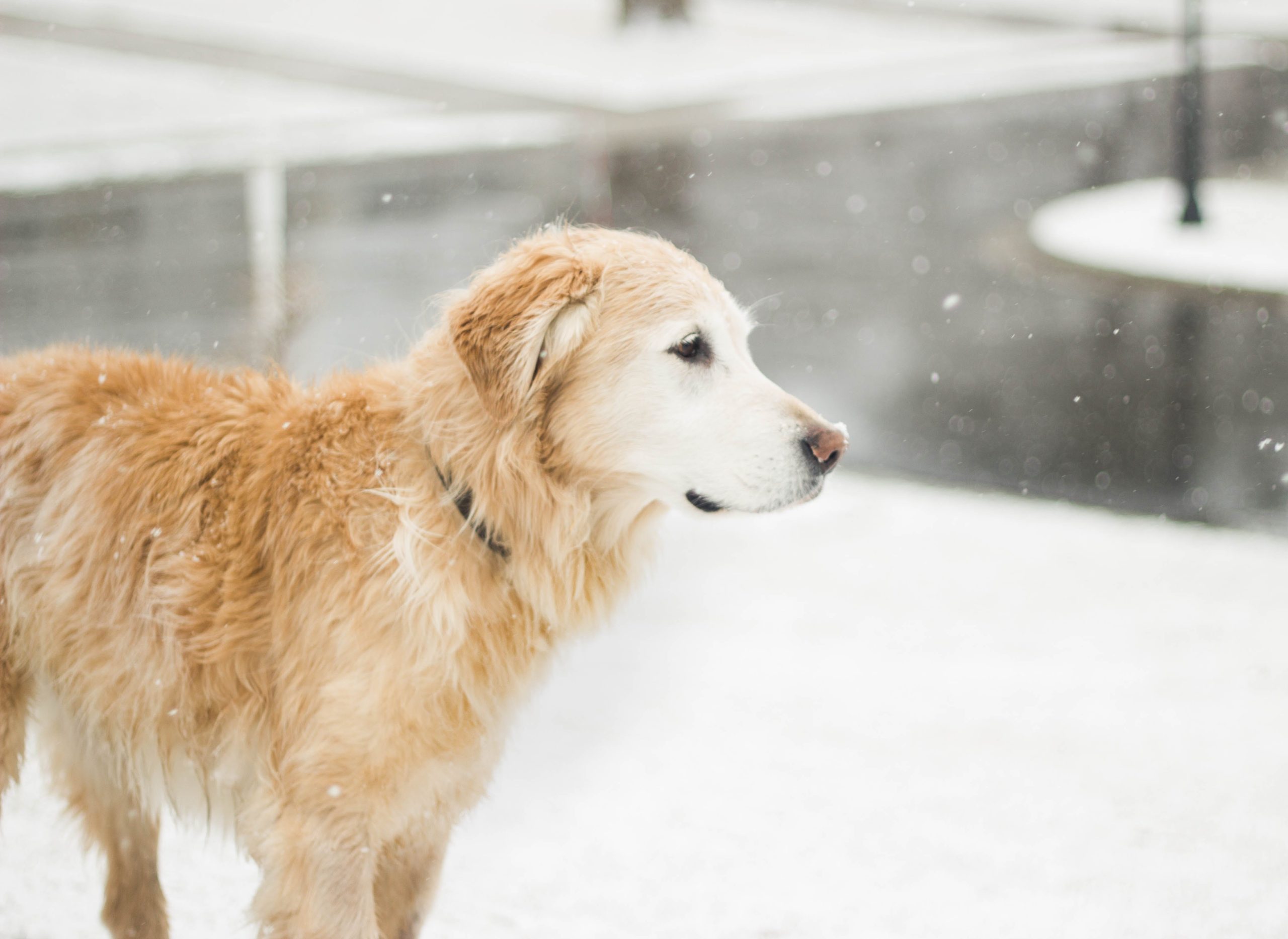 DIY Cozy Canine Sweater: A Budget-Friendly Warmth for Your Furry Friend!