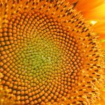 How to harvest & roast sunflower seeds - and some other fun things to do with them