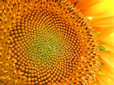 How to harvest & roast sunflower seeds – and some other fun things to do with them