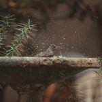 Sparkling Clean: The Joyful Guide to Safely Cleaning a Birdbath
