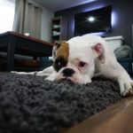 Herbal Carpet Freshener Recipe