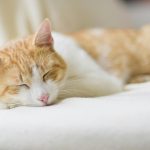 Natural Flea Treatment for Cats Recipe Natural Flea Treatment for Cats Recipe
