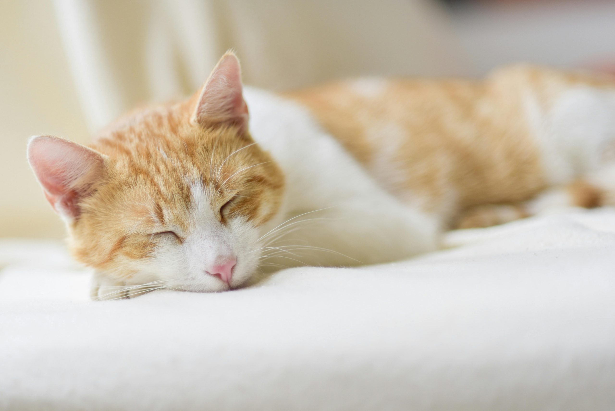 Natural Flea Treatment for Cats Recipe