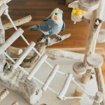 Best Birds for Kids: Choosing the Perfect Feathered Friend for Your Family
