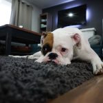 Mud Be Gone: Effortless Carpet Cleaning Solutions for Muddy Carpets Mud Be Gone: Effortless Carpet Cleaning Solutions for Muddy Carpets
