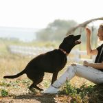 Pawsitively Delicious: Wheat-Free Salmon Treats for Your Furry Friend!