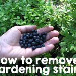 Remove grass and gardening stains from hands Remove grass and gardening stains from hands