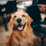 DIY Vanilla-Scented Dry Shampoo for Your Pup