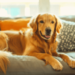 Easy Pet Hair Removal Tips From Furniture