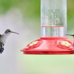 Delightful DIY Hummingbird Nectar: A Sweet Treat for Your Feathered Friends Delightful DIY Hummingbird Nectar: A Sweet Treat for Your Feathered Friends