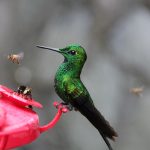 Sparkling Clean: The Ultimate Guide to Hummingbird Feeder Care Sparkling Clean: The Ultimate Guide to Hummingbird Feeder Care