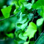 Poison Ivy Treatment: Soothe the Itch with Care and Caution Poison Ivy Treatment: Soothe the Itch with Care and Caution