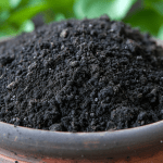 DIY Soil pH Test: Discovering Your Garden's Secrets