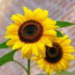 The Joy of Growing Sunflowers in Containers
