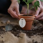 Growing Tomatoes in Containers: A Guide to Vibrant Patio Gardens