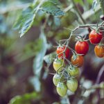 When to fertilize potted plants in containers