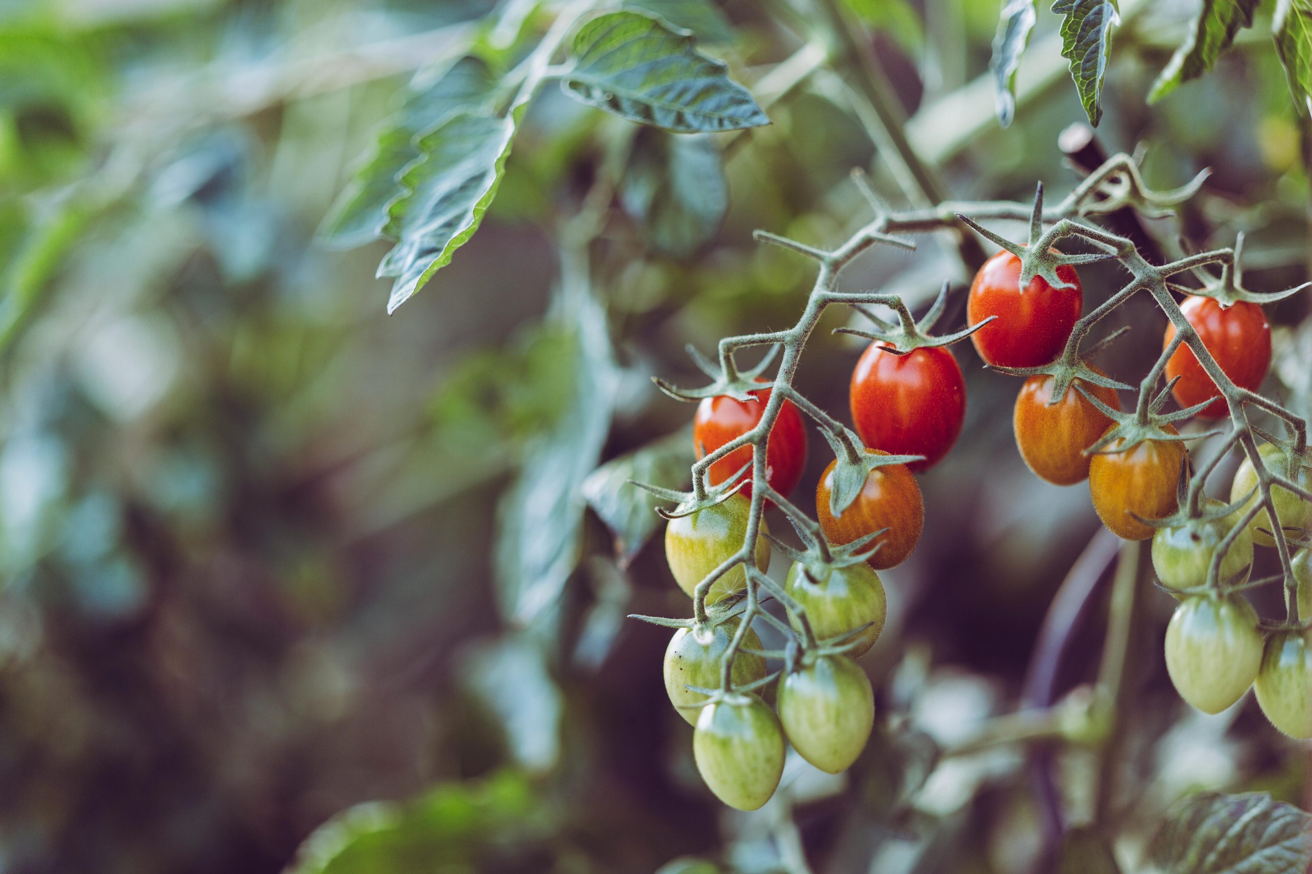 When to fertilize potted plants in containers