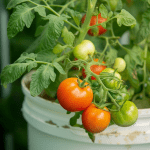 Thrifty Green Thumbs: Finding Affordable Containers for Your Garden