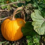 Maximizing Garden Space: Choosing Your Vegetables Wisely