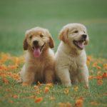 Breathe Easy: Keeping Your Home Fresh with Pets Around
