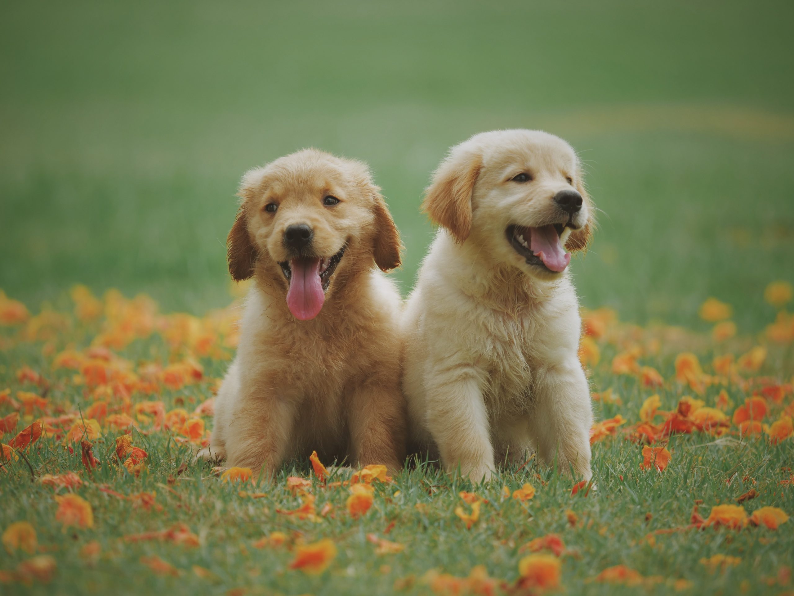Breathe Easy: Keeping Your Home Fresh with Pets Around