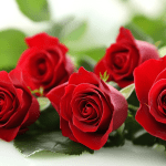Romantic Roses Essential Oil Blend Recipe